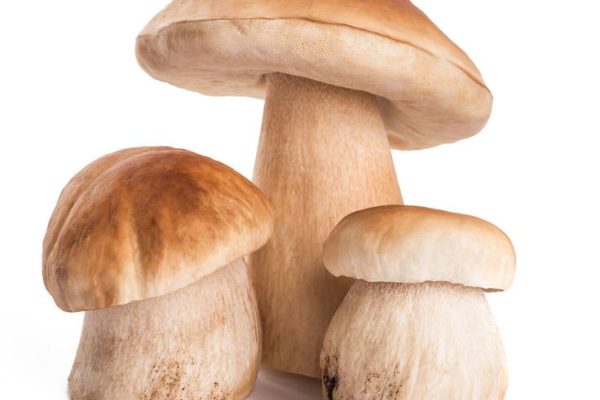 Elegant and Earthy, Porcini Mushrooms Can Add So Much to a Meal